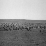 Cimarron4