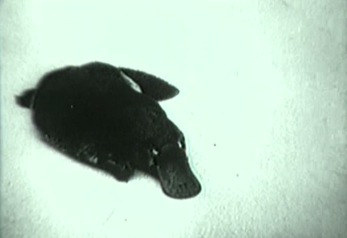 The most ominous platypus. 