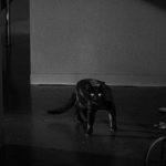 BlackCat193413