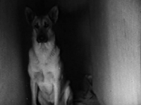 Flash the Dog Flaming Signal 1933