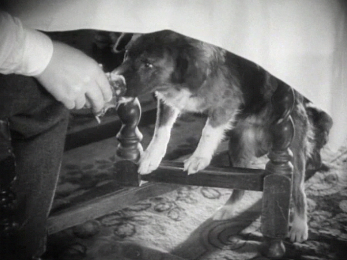 Pre-code dog watch: adorable dog sighted. It is willing to eat disgusting pancakes. Good boy!