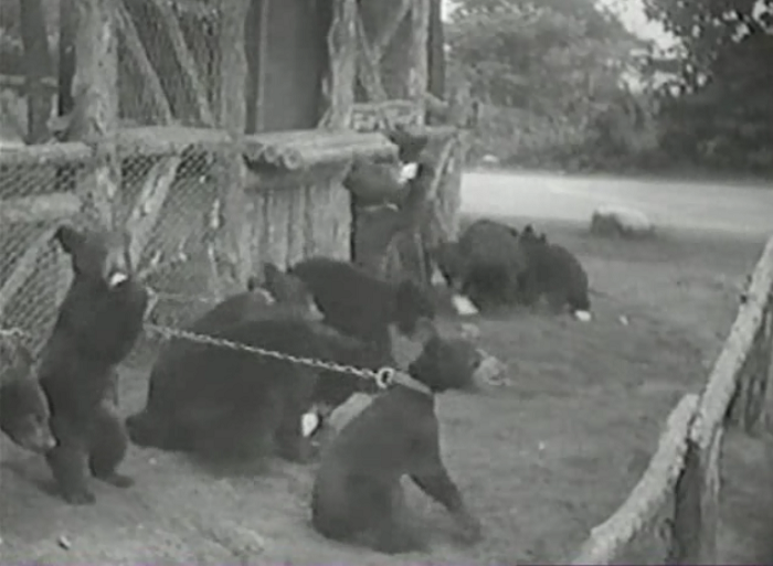 This movie is instructional in terms of zoos of the 1930s in that it was apparently a-okay to chain baby bears up and just throw bottles of milk at them.