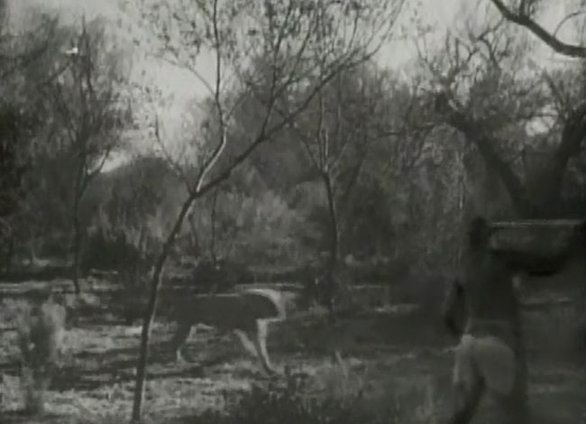 "Here's a lion. Boy howdy, let's talk about lions for five minutes while we're fighting for our lives."
